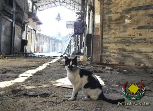 Once loved innocent victims of war