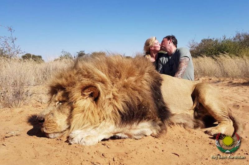 kiss over dead lion