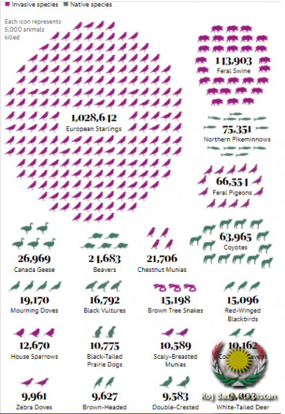 animals killed