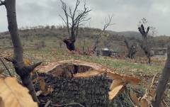 old oak trees