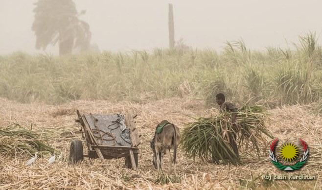 sugar cane