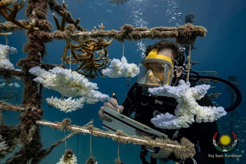 saving coral reefs