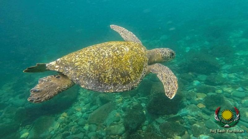 turtle