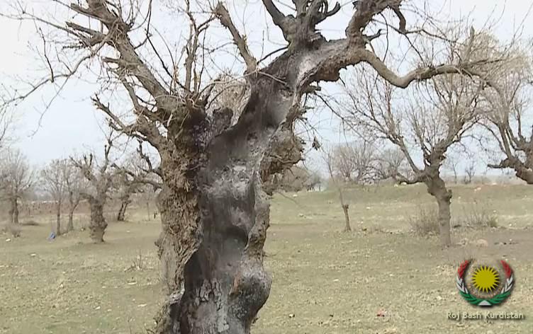 burnt tree