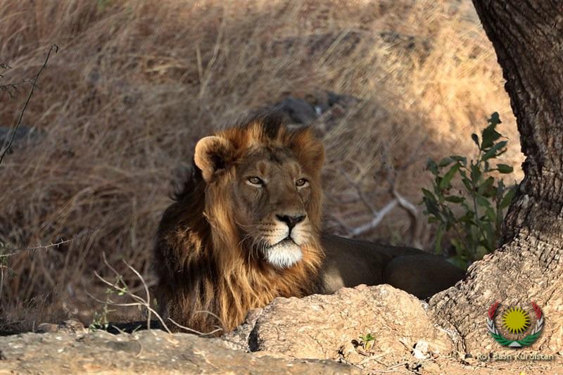 Asiatic lion