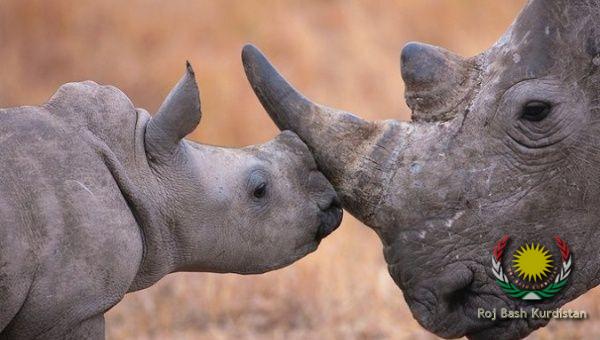Rhino