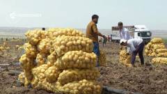 Kurdish spuds