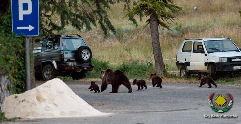 brown bears