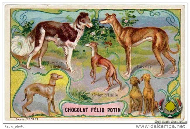 Lévrier kurde (left, upper)