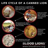 canned lion