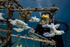 saving coral reefs
