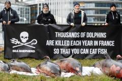 Dolphins killed
