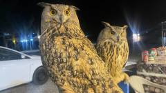 owls of Amedi
